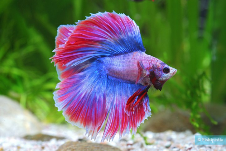 Betta